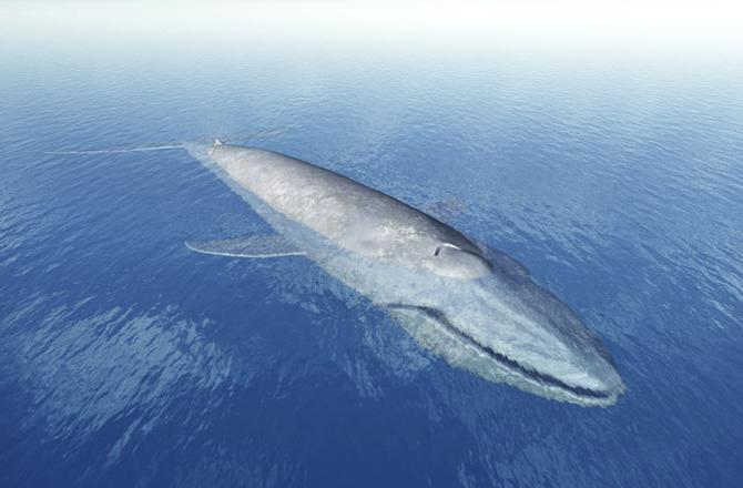 la balena più grande nella foto del mondo