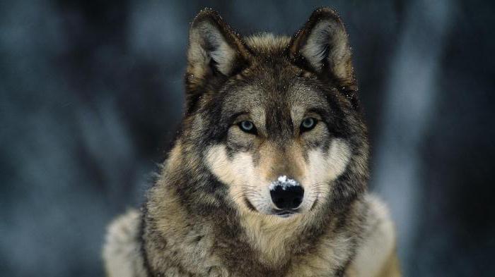 největší vlk na světě