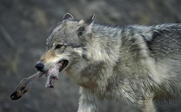 местообитание на вълци