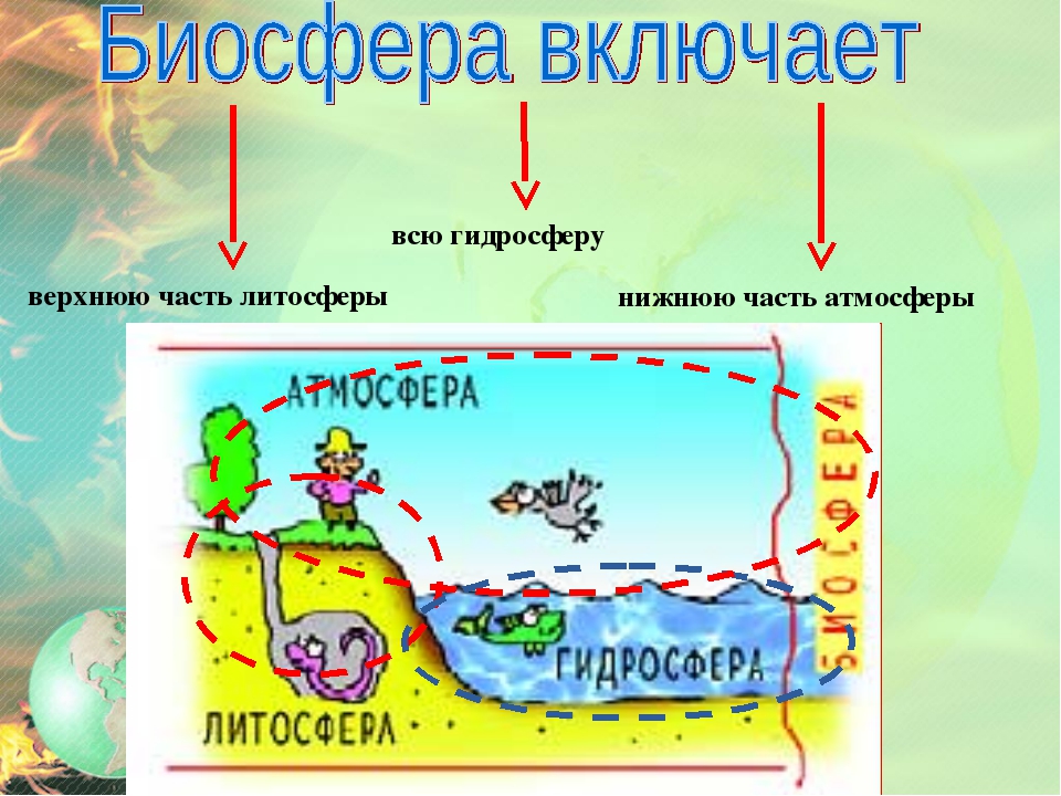 Структура на биосферата