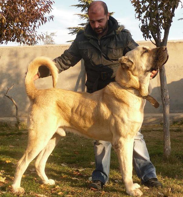 Anatolska fotografija psa Karabash