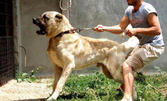 razza di cani Karabash anatolico