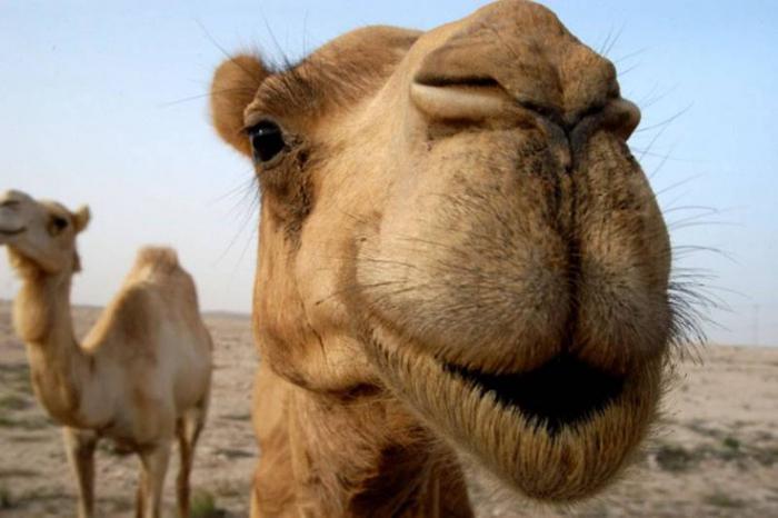 cammello selvatico