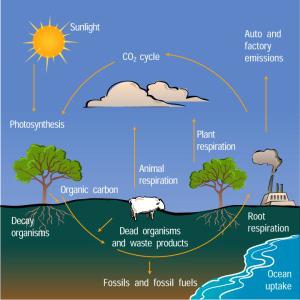 cykl węglowy w przyrodzie