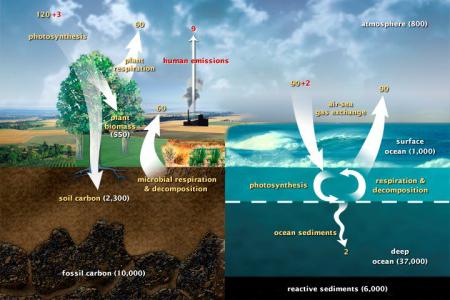 descrizione del ciclo del carbonio in natura