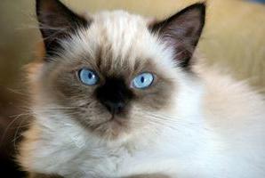 лечение на очите за котки