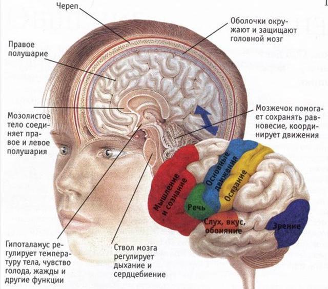možganske skorje
