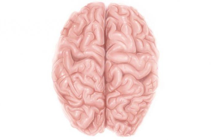 moždani korteks