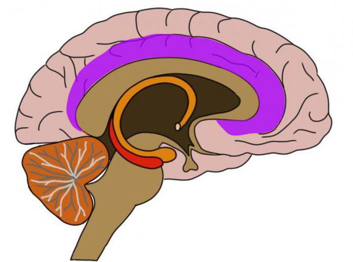 možganske reflekse