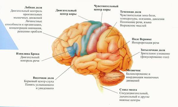 funkcja kory mózgowej