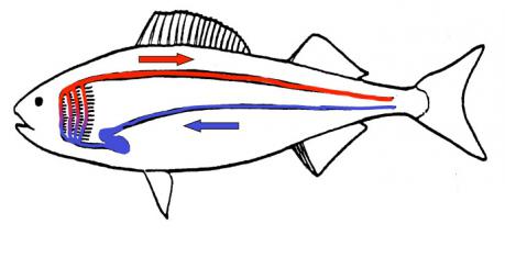 sistema circolatorio del pesce