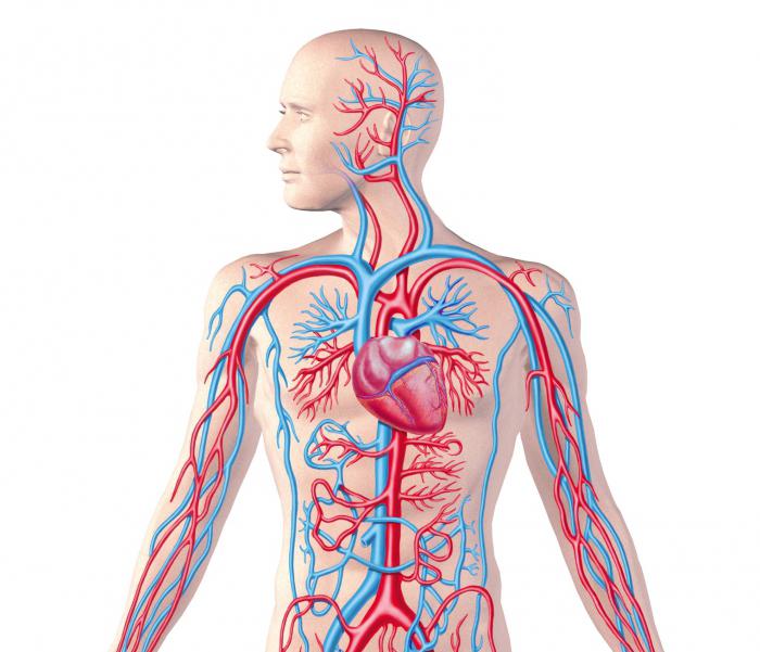 Regolazione dei vasi sanguigni