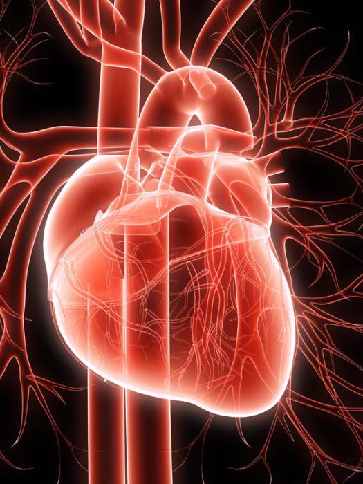 Serce i naczynia krwionośne