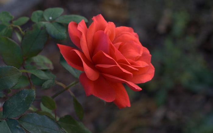 Цвят на розата