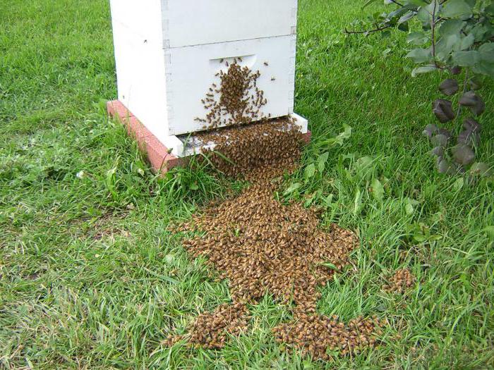 Pszczoły w lecie