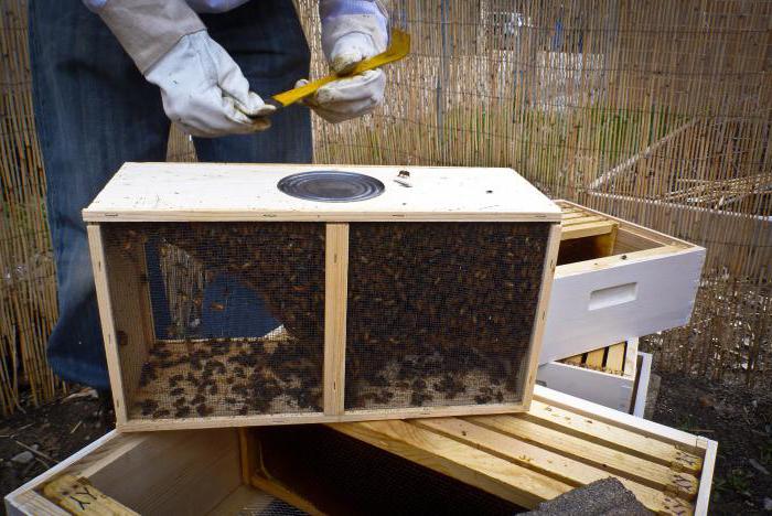 Технология за грижа за пчелите