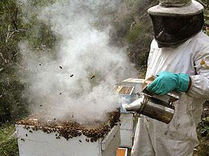 Come combinare le famiglie di api