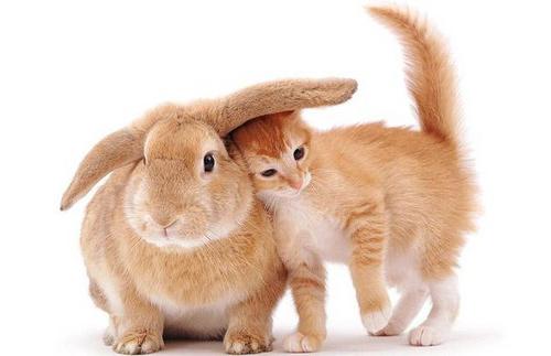 péče a údržba okrasných králíků