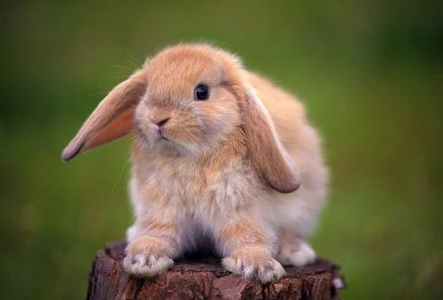 tenere i conigli a casa