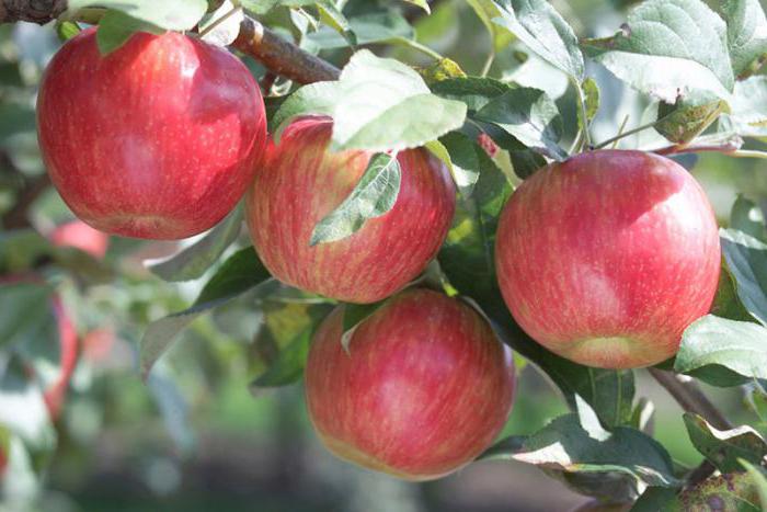 udaljenost između stabala jabuke prilikom sadnje