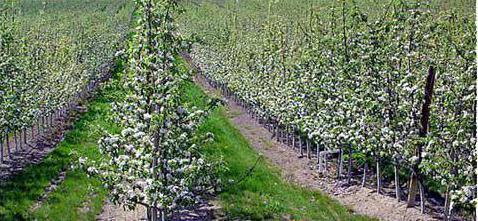 udaljenost između stabala jabuke prilikom sadnje vrta