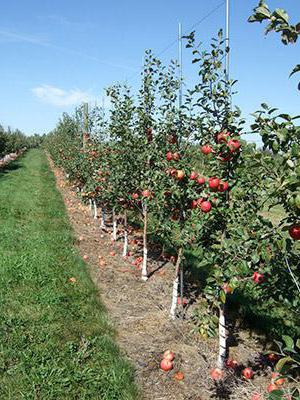 sadnja stabala jabuka udaljenost između stabala