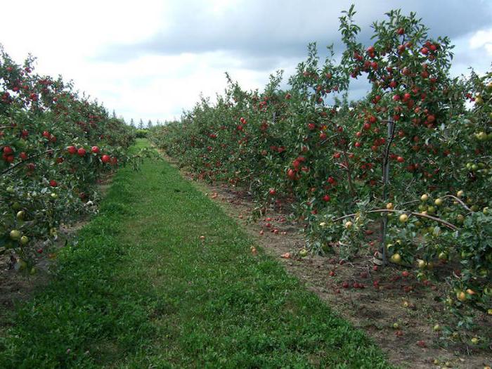 stabljike jabuke razmnožavaju se između stabala jabuka