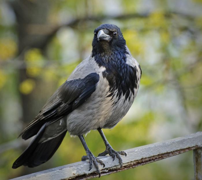 corvo grigio