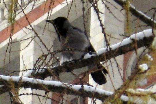 corvo grigio a casa