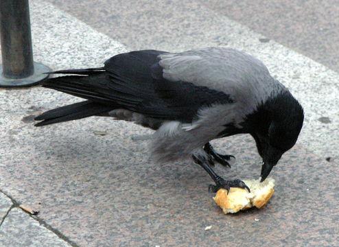 черна врана с качулка