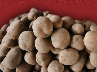 отглеждане на картофи