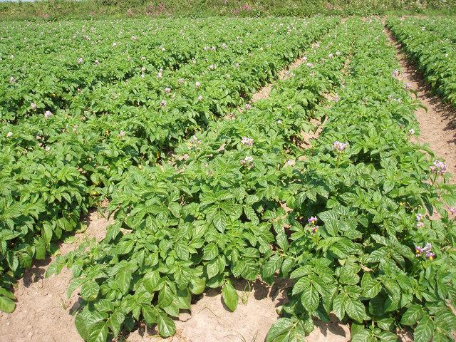 coltivazione di patate da seme