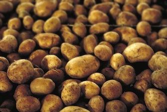 coltivazione di patate