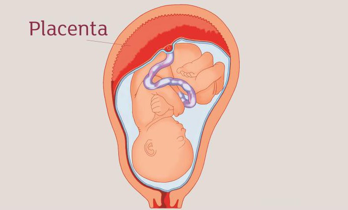 che significa maturità della placenta