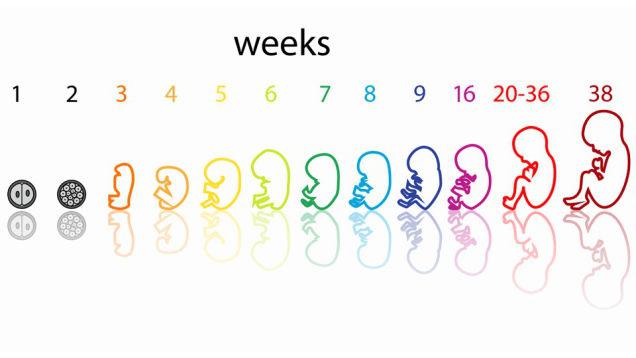 razvoj otroka do tedna nosečnosti