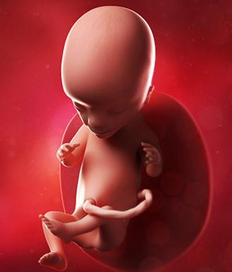 седмица развоја фетуса 8