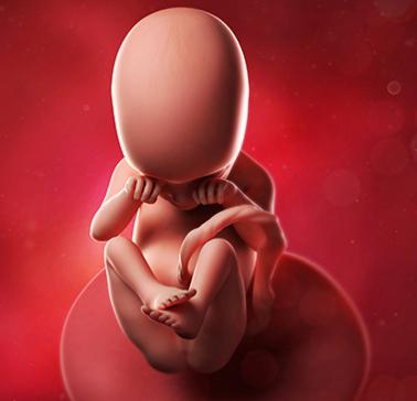 fetus 23 tjedna trudnoće