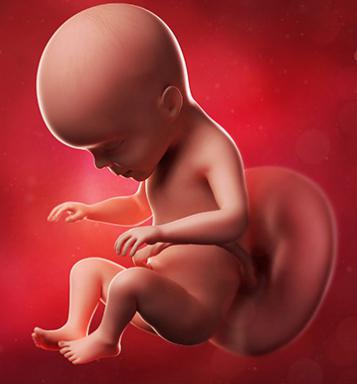 фазе развоја фетуса