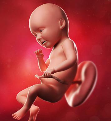 fetalni razvoj v prvem trimesečju