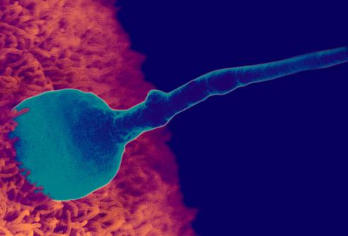 týdenního vývoje embrya