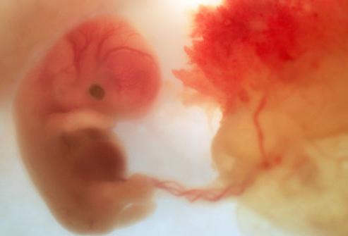 tjedna tablica razvoja embrija