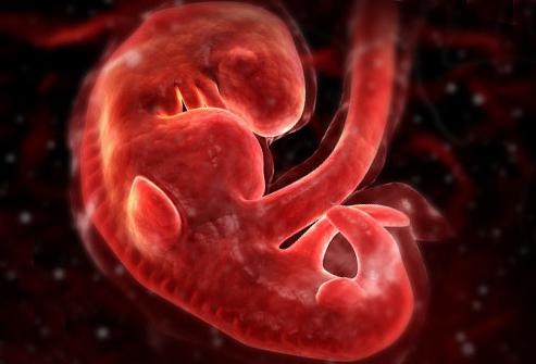 tedenski razvoj človeškega zarodka