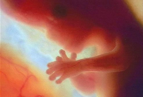 развој ембриона првих недеља