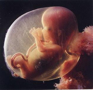 развитие на ембриона 9 седмици