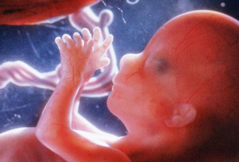 razvoj embrija po tjednu trudnoće