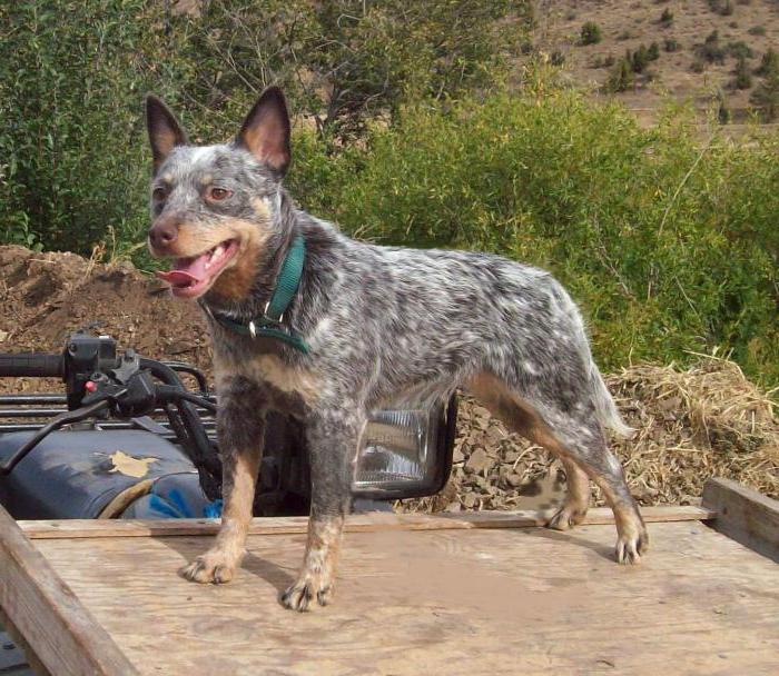 кученца австралийско пастирско куче