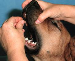 artroglycan za pse pregledava veterinara