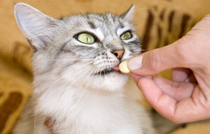 азинокс за котки инструкции за употреба