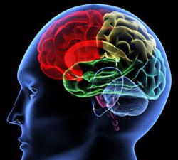 encephabol e funzione cerebrale migliorata