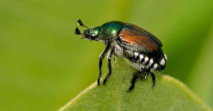характеристики на външната структура на насекомите